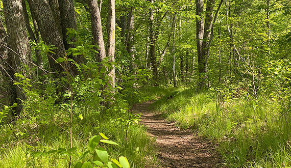 Tales From The Trails