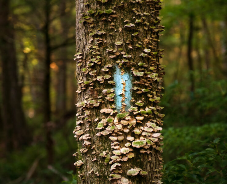 Find A Trail