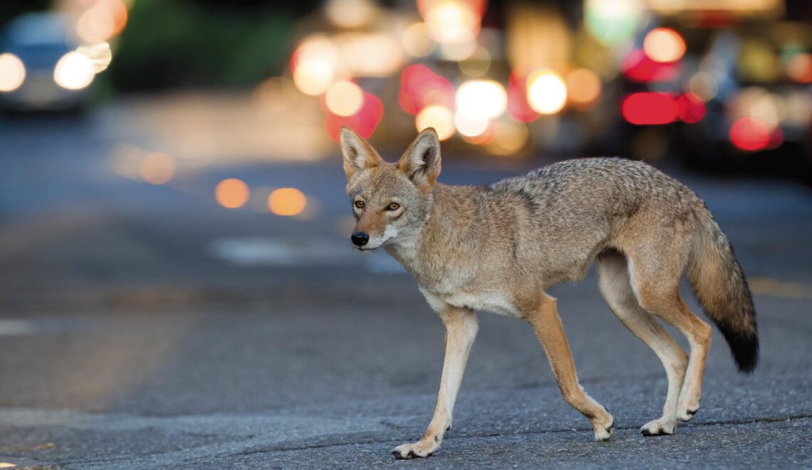 Coyotes. We see these frequently around our neighborhood. They don