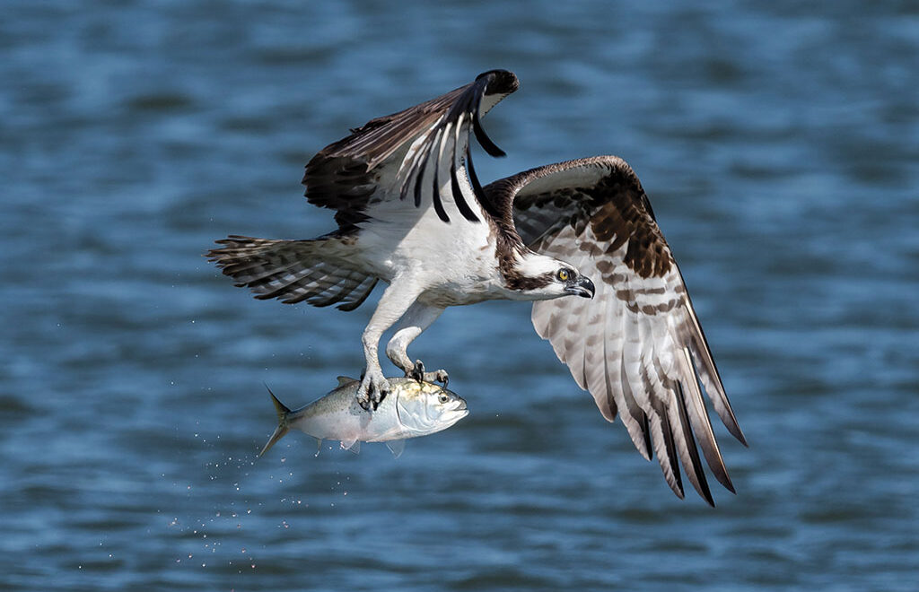 Caught more herring than you can poke a stick at on the littlest