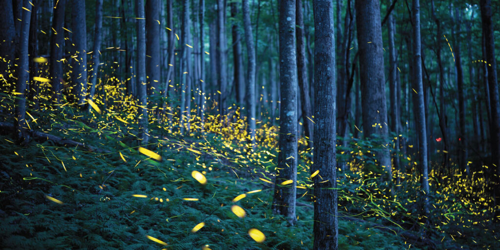Delightful Lights - Connecticut Forest and Park Association