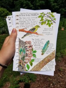 A stack of notebook papers are held up against a wooded background. Colorful watercolor illustrations of small brownish mushrooms, a goldfinch, a witchhazel branch, and a branch which has had a labyrinth carved into the wood. Text fills the white space between the images describing the images.