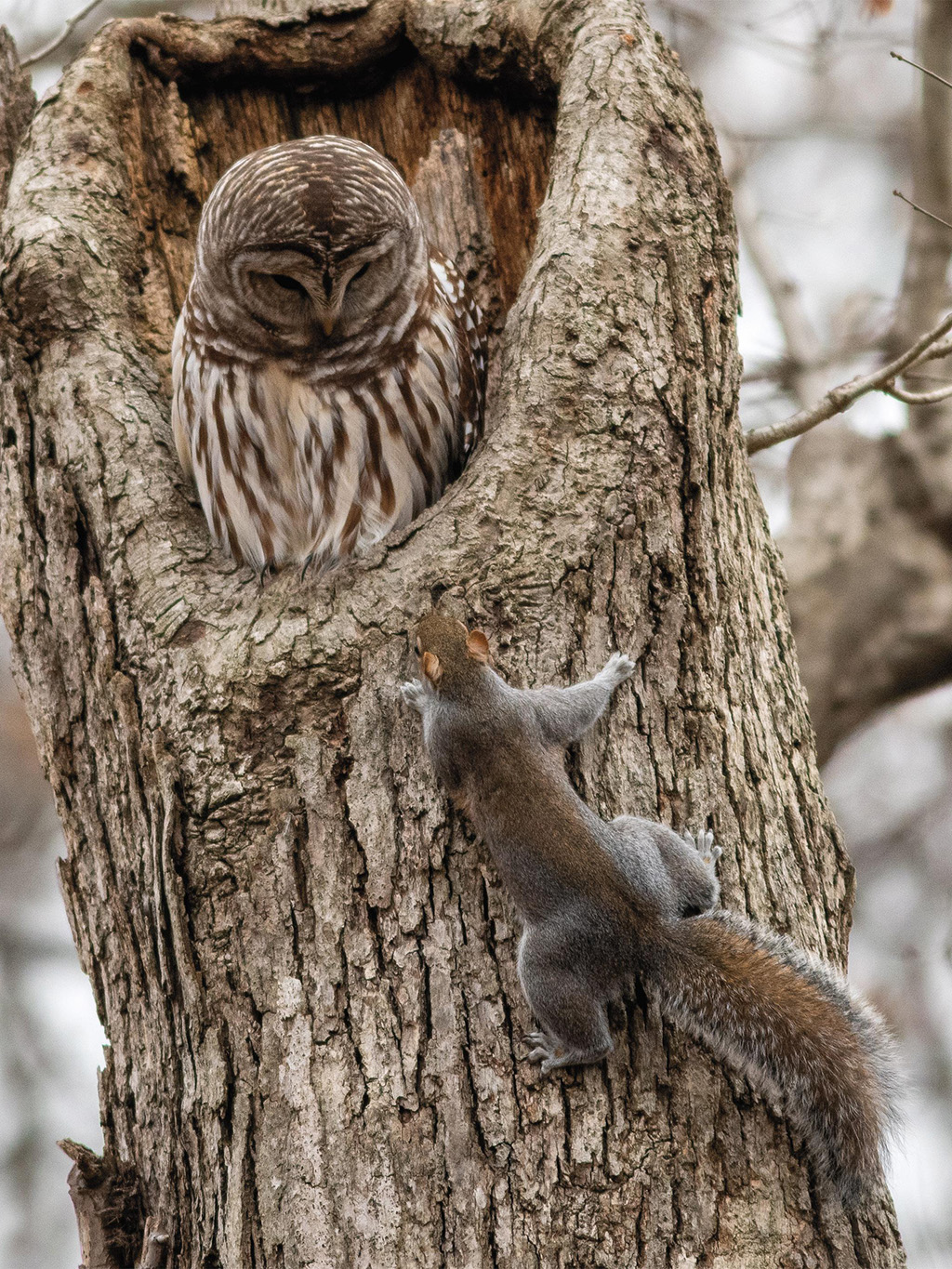 An owl for all seasons connecticut forest and park association