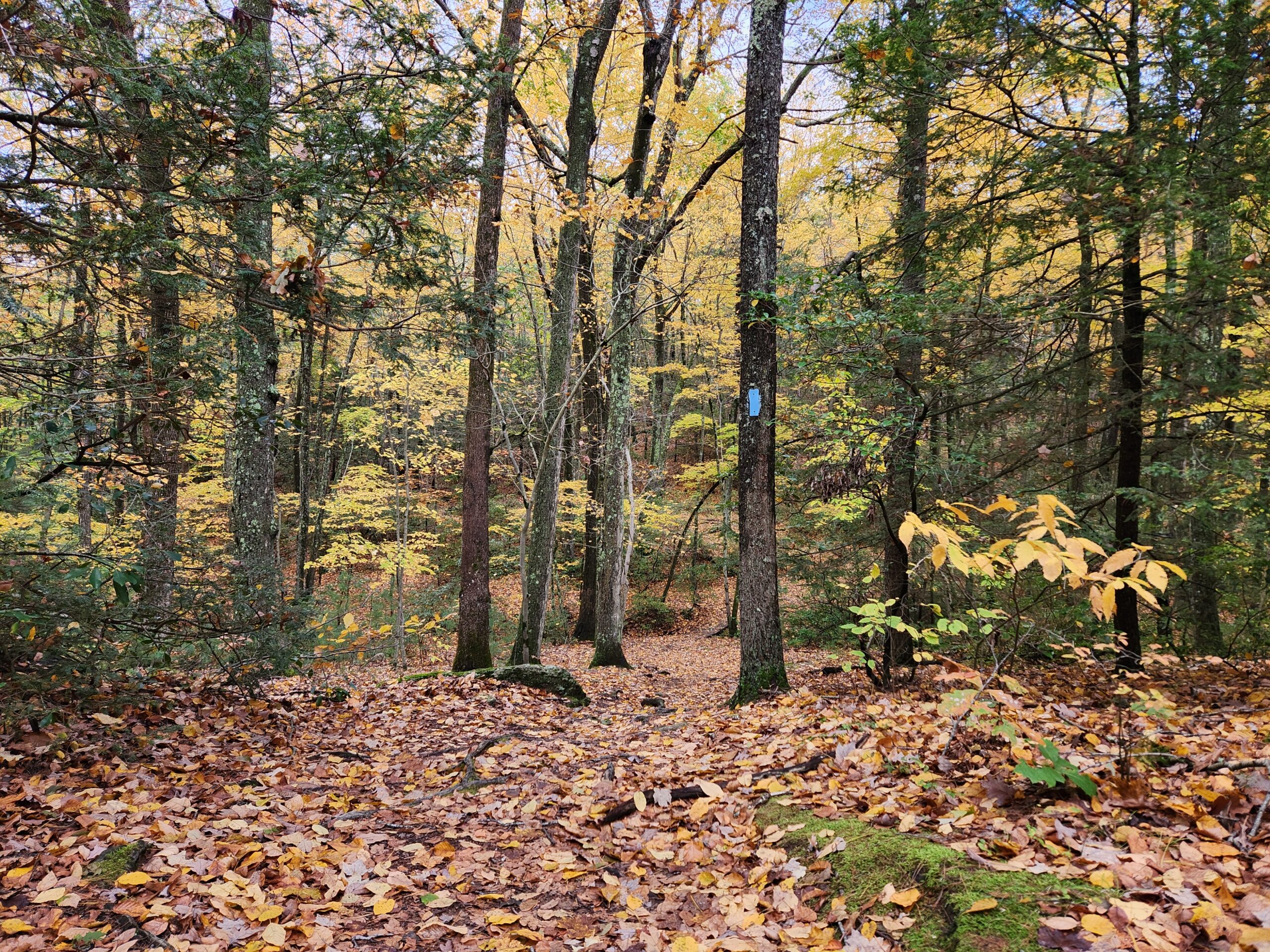 Blueblazed shenipist trail in the autumn with dark green hemlock and yellow birch on either side of the trail