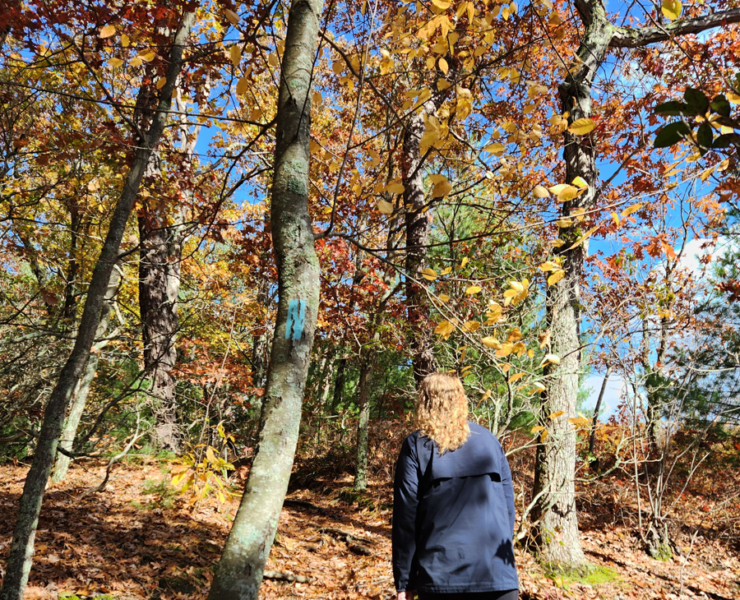 Person walking away from camera in a Autumn woods on a sunny fall day.